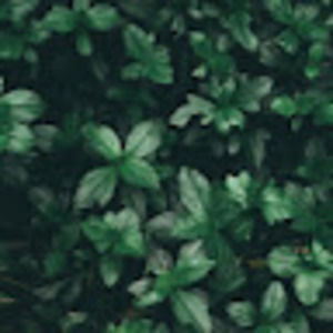 Meet your Posher, Ana